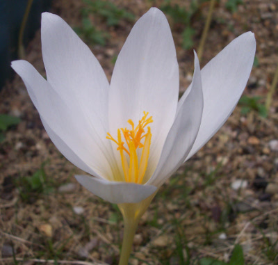 Crocus speciosus 'Albus' (AUT) 